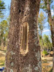 100% Pure Wild Kynam Agarwood Oil | Natural Kyara Oil | Organic Type 1 Kinam Oud – First Harvest of 2024