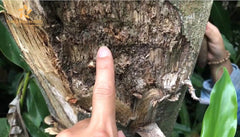 Hainam Agarwood Bracelet | KiNam Hai Nam Natural Agarwood | Trầm Hương Rừng | Wild Forest Agarwood Bracelet